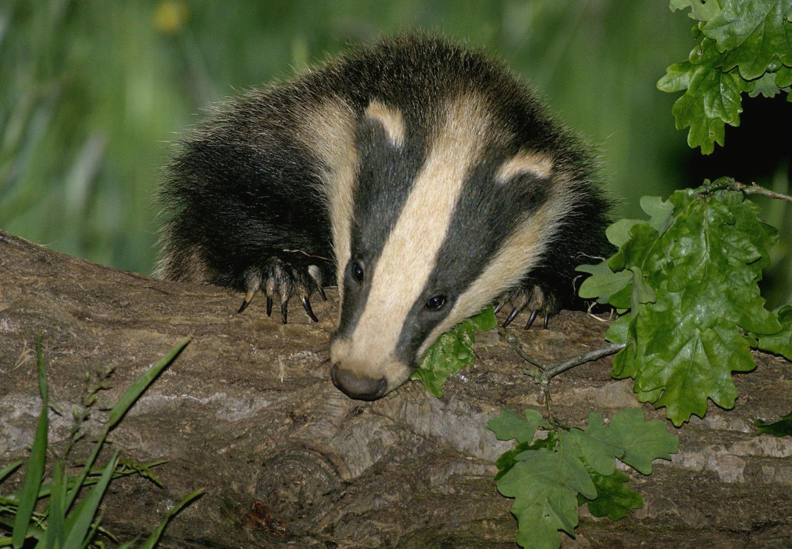 Badger at 320 x 480 iPhone size wallpapers HD quality