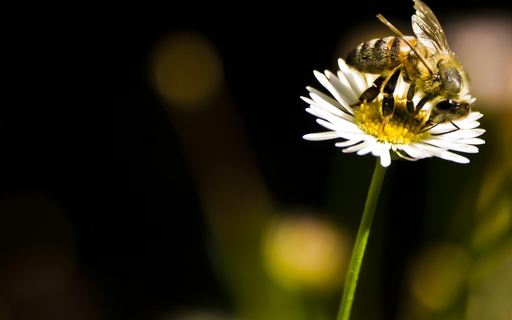 Bee at 1600 x 1200 size wallpapers HD quality