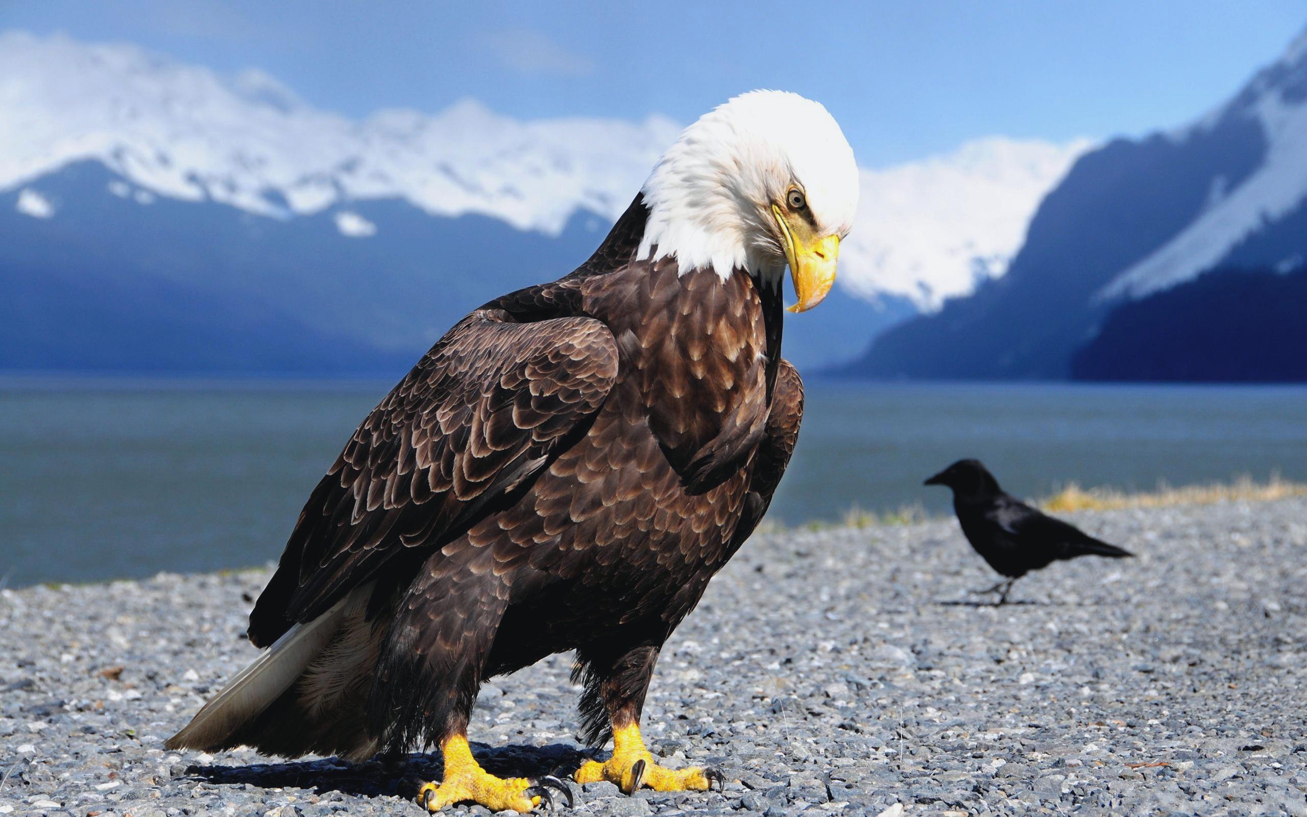 Eagle at 640 x 1136 iPhone 5 size wallpapers HD quality