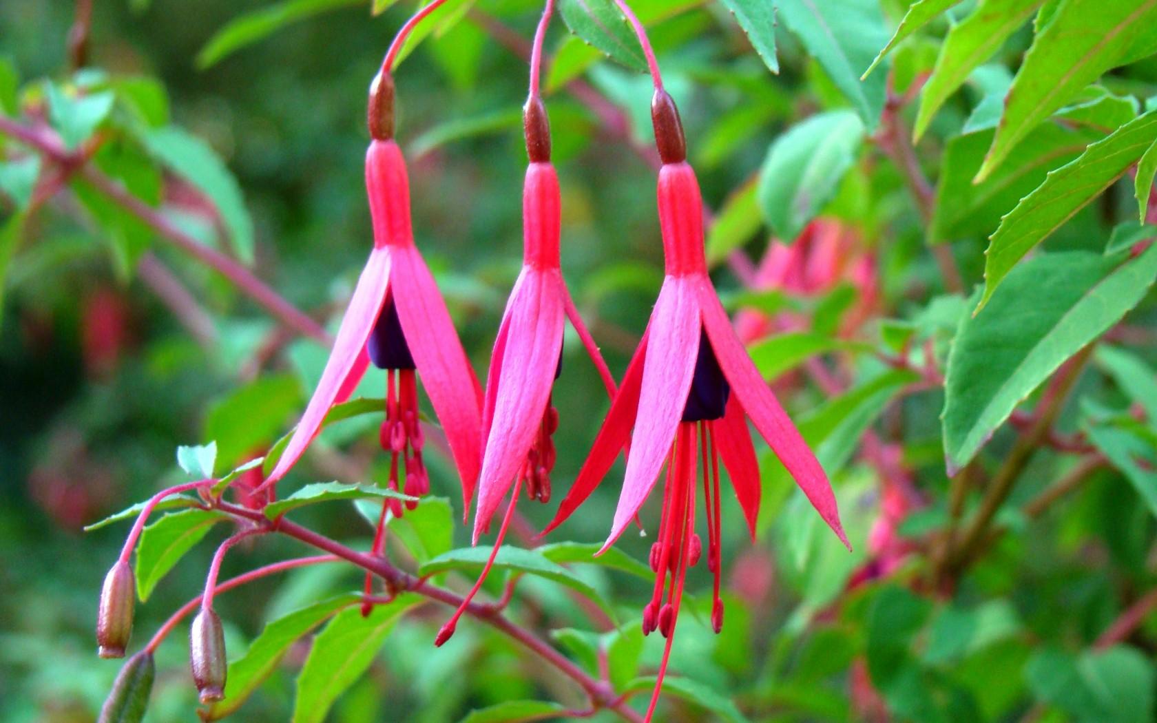 Fuchsia at 640 x 960 iPhone 4 size wallpapers HD quality