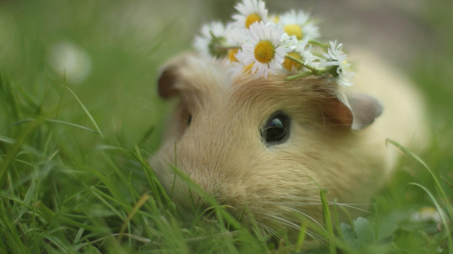 Guinea Pig at 1152 x 864 size wallpapers HD quality
