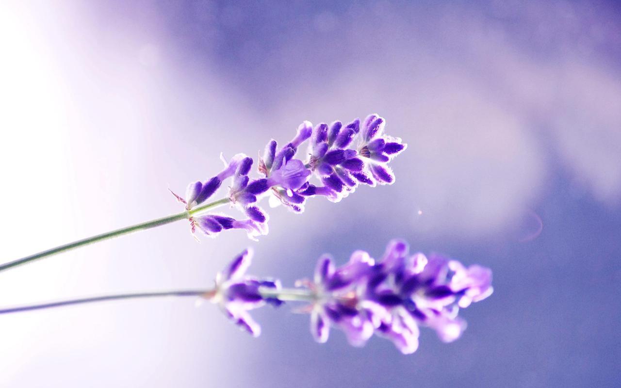 Lavender wallpapers HD quality