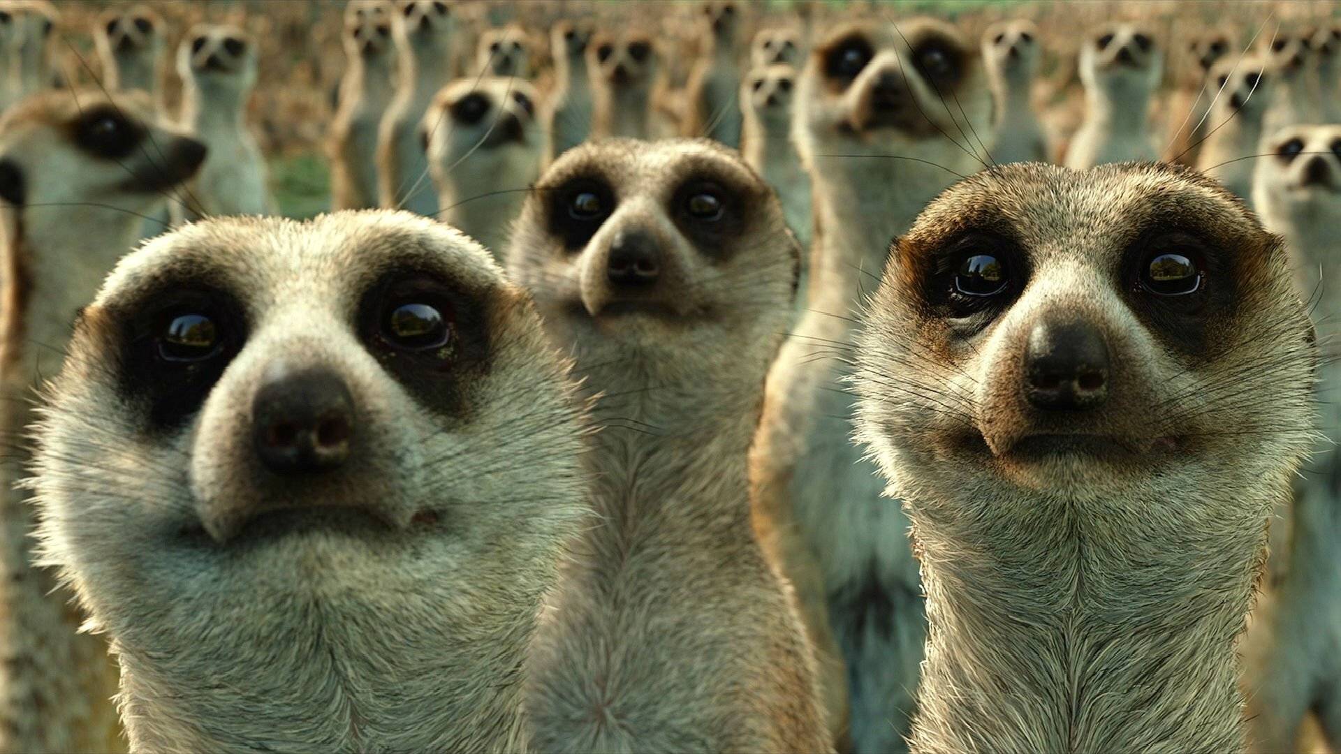 Meerkat at 1280 x 960 size wallpapers HD quality