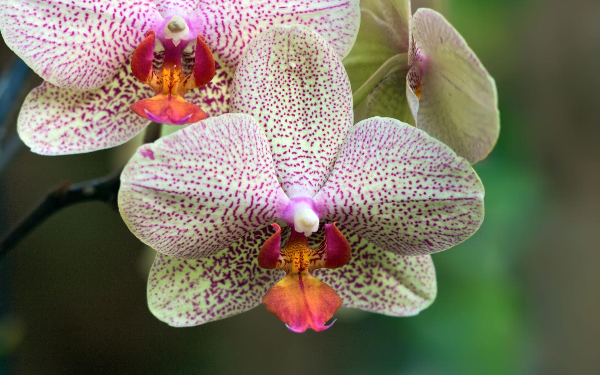 Orchid at 640 x 1136 iPhone 5 size wallpapers HD quality