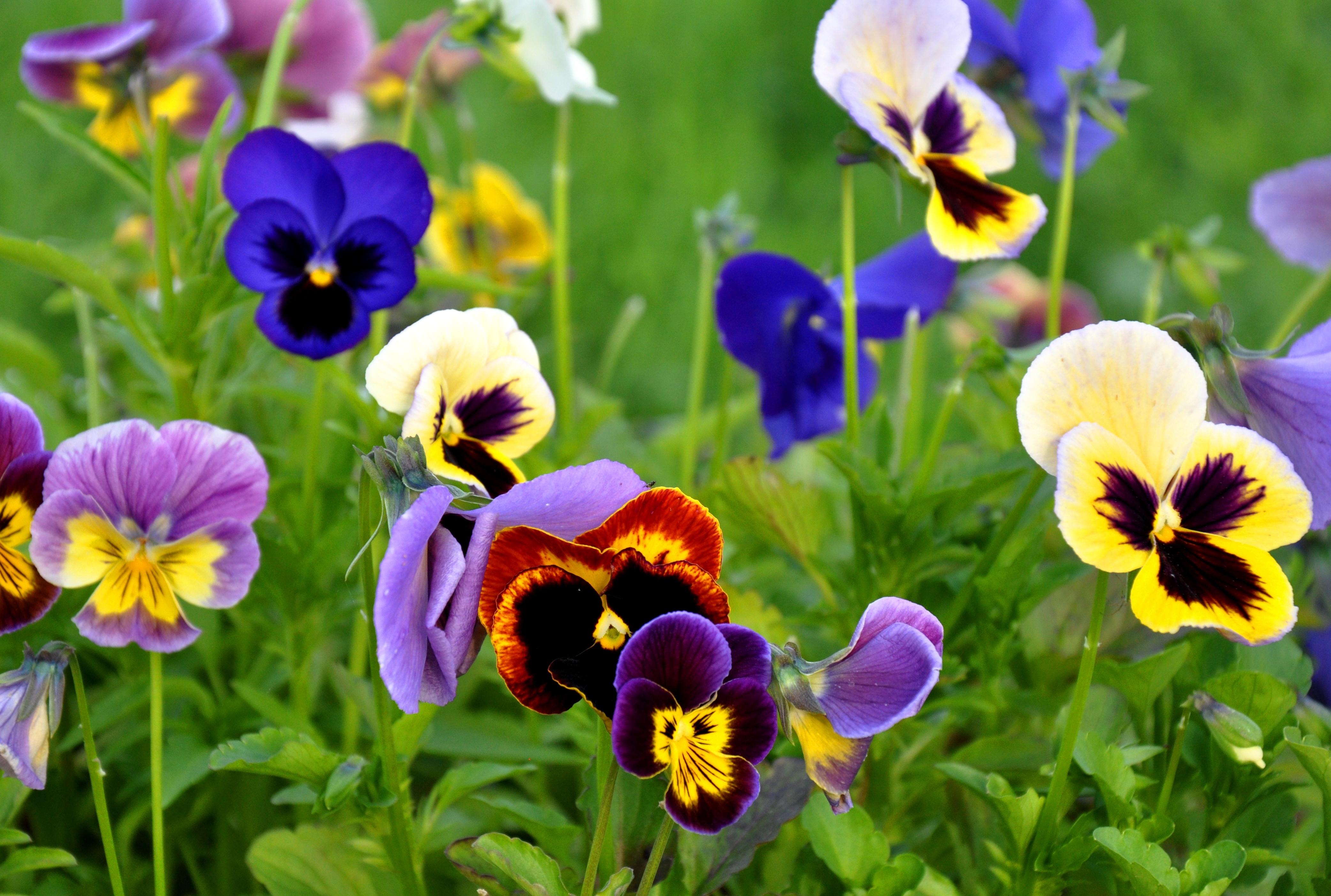 Pansy at 640 x 1136 iPhone 5 size wallpapers HD quality