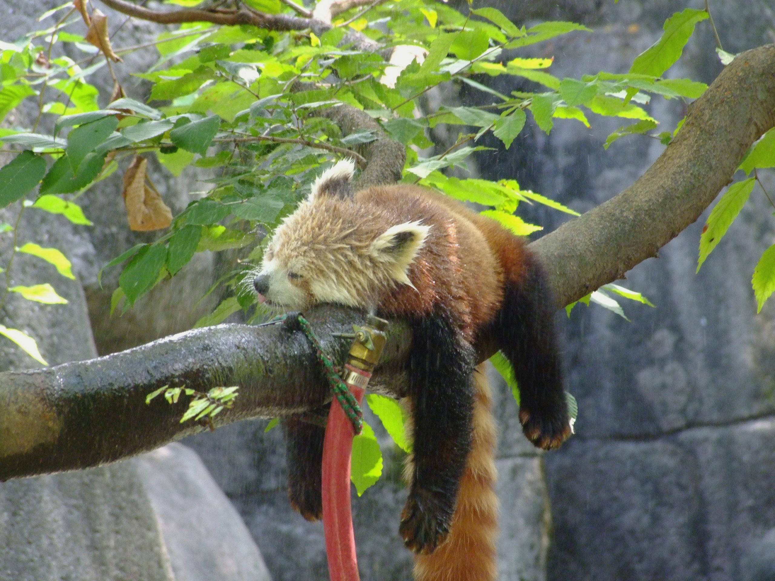 Red Panda at 320 x 480 iPhone size wallpapers HD quality