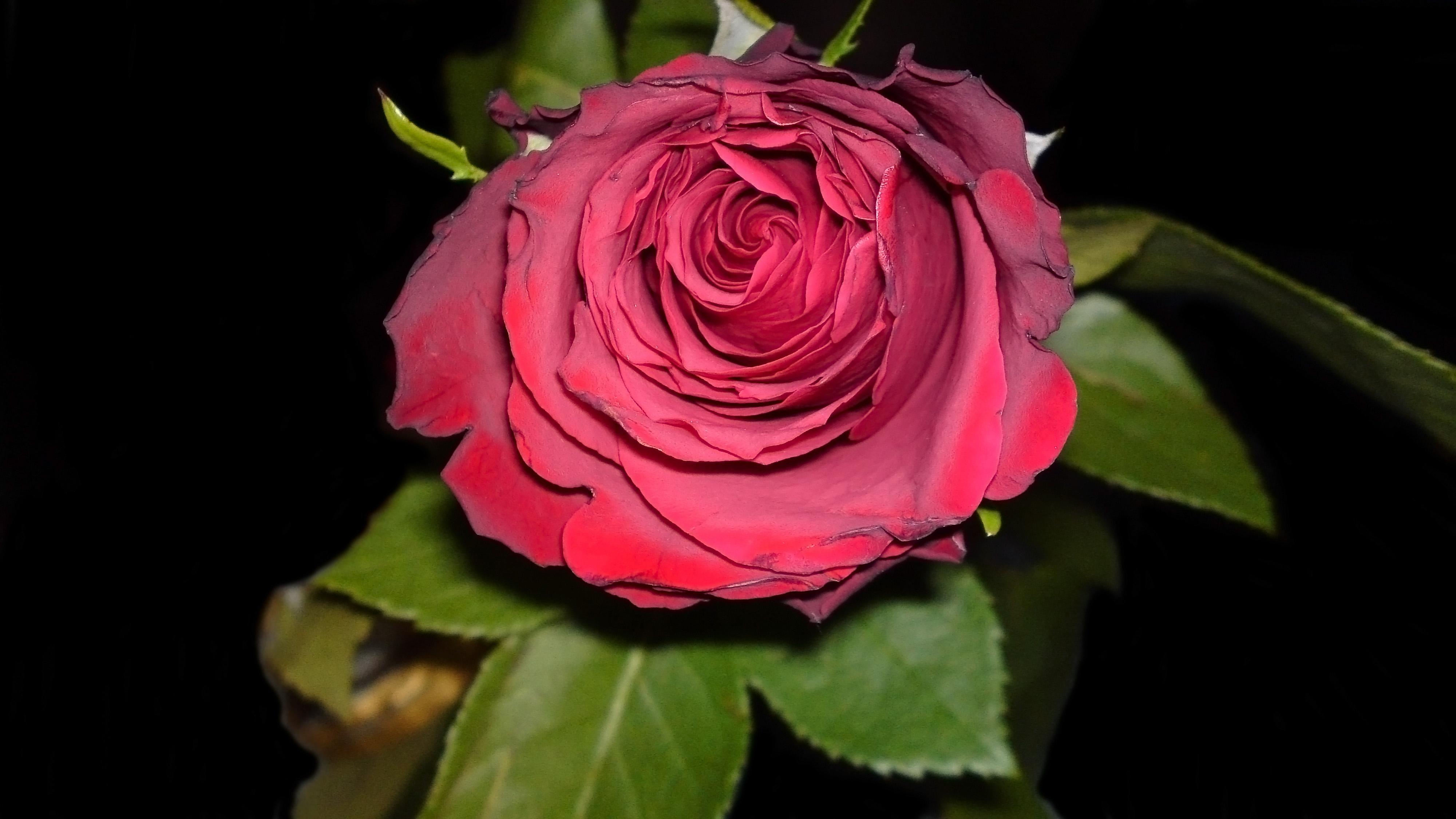 Rose at 320 x 480 iPhone size wallpapers HD quality