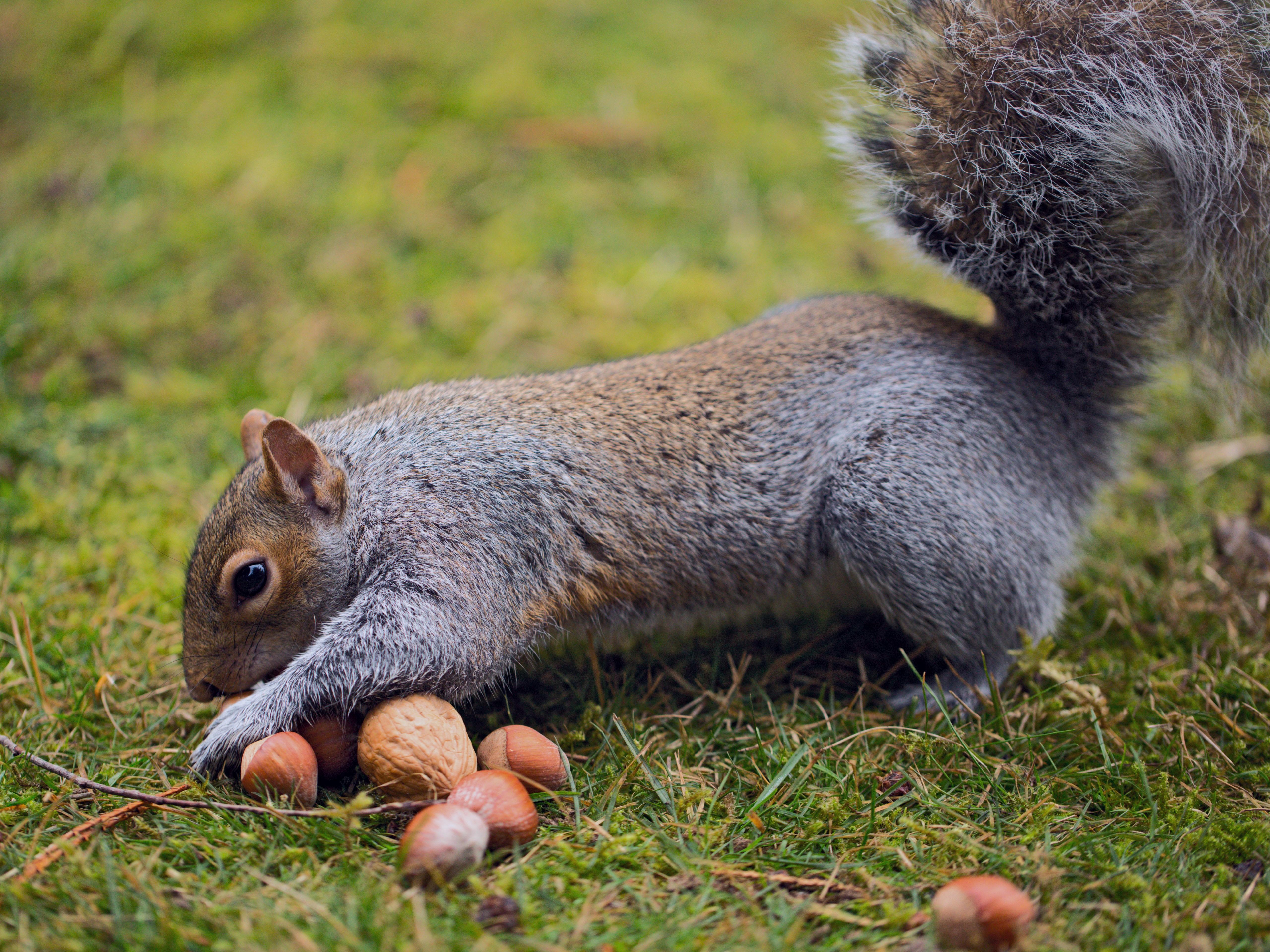 Squirrel wallpapers HD quality
