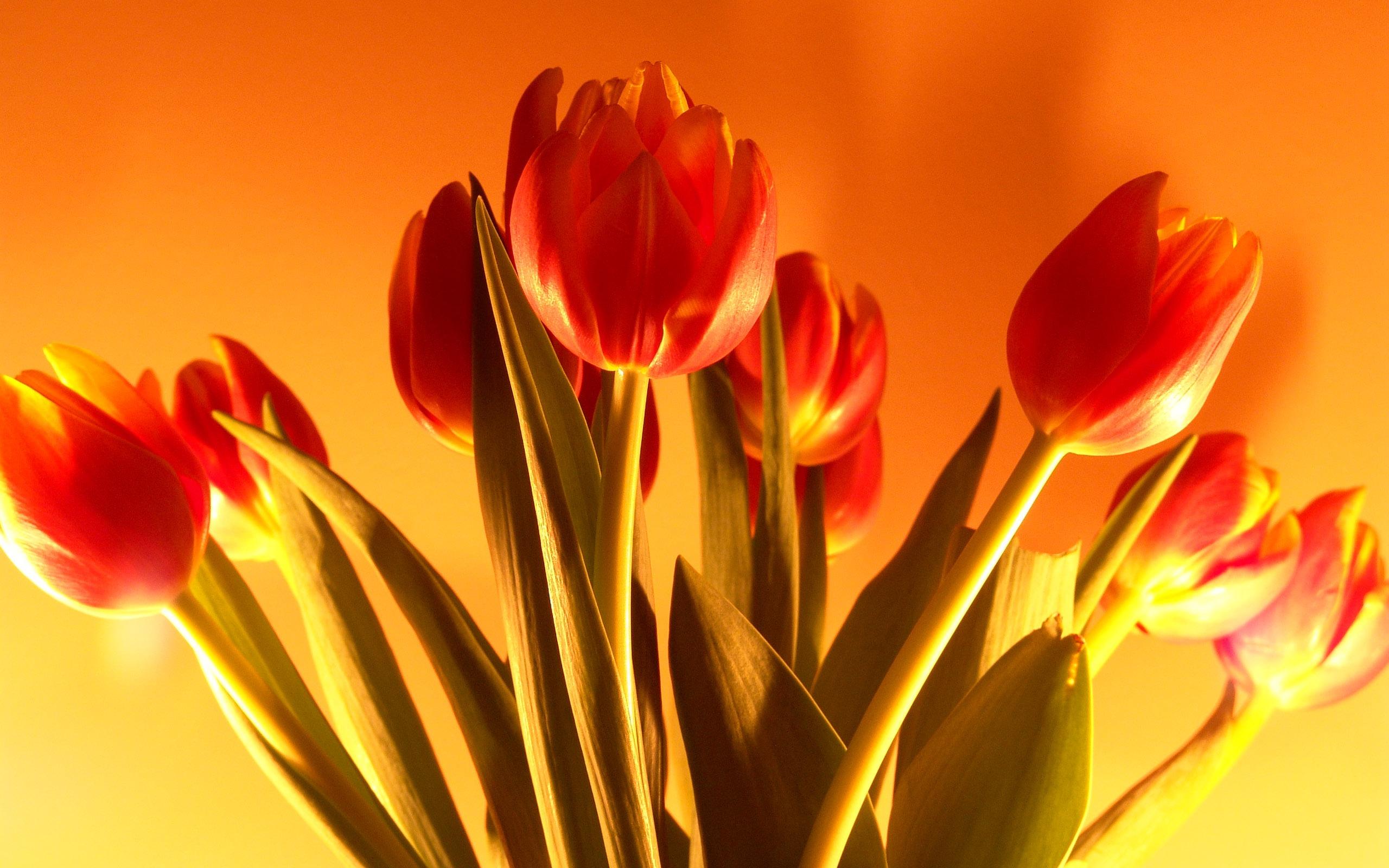 Tulip at 2048 x 2048 iPad size wallpapers HD quality