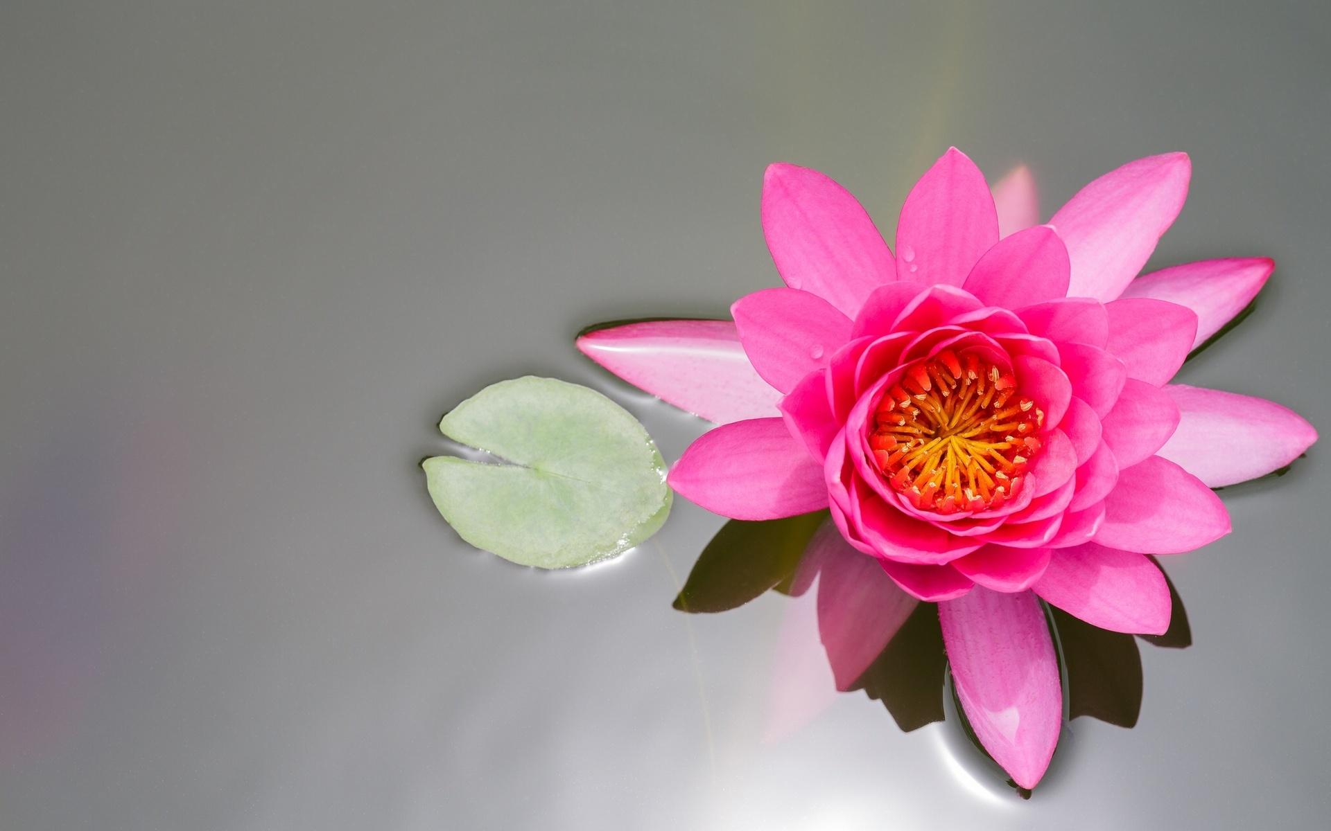 Water Lily at 640 x 1136 iPhone 5 size wallpapers HD quality