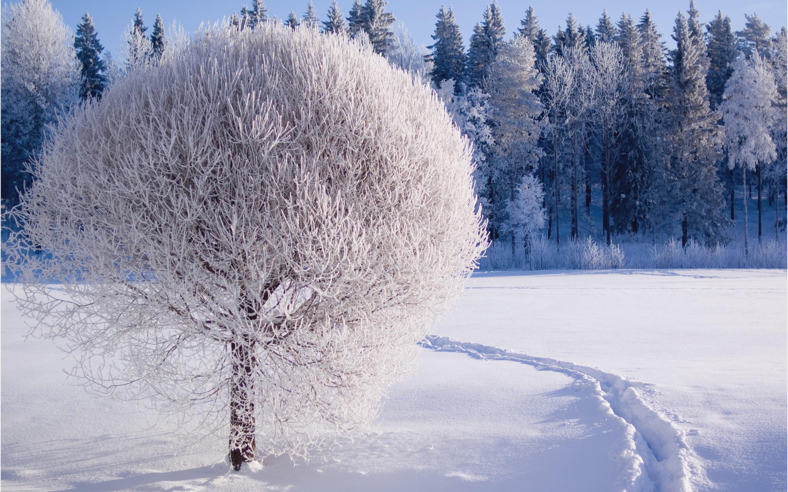 Winter at 320 x 480 iPhone size wallpapers HD quality