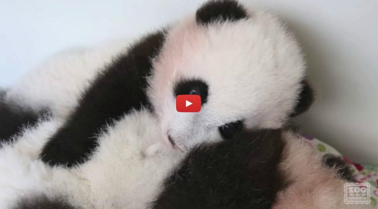 Panda Wallpaper HD Download