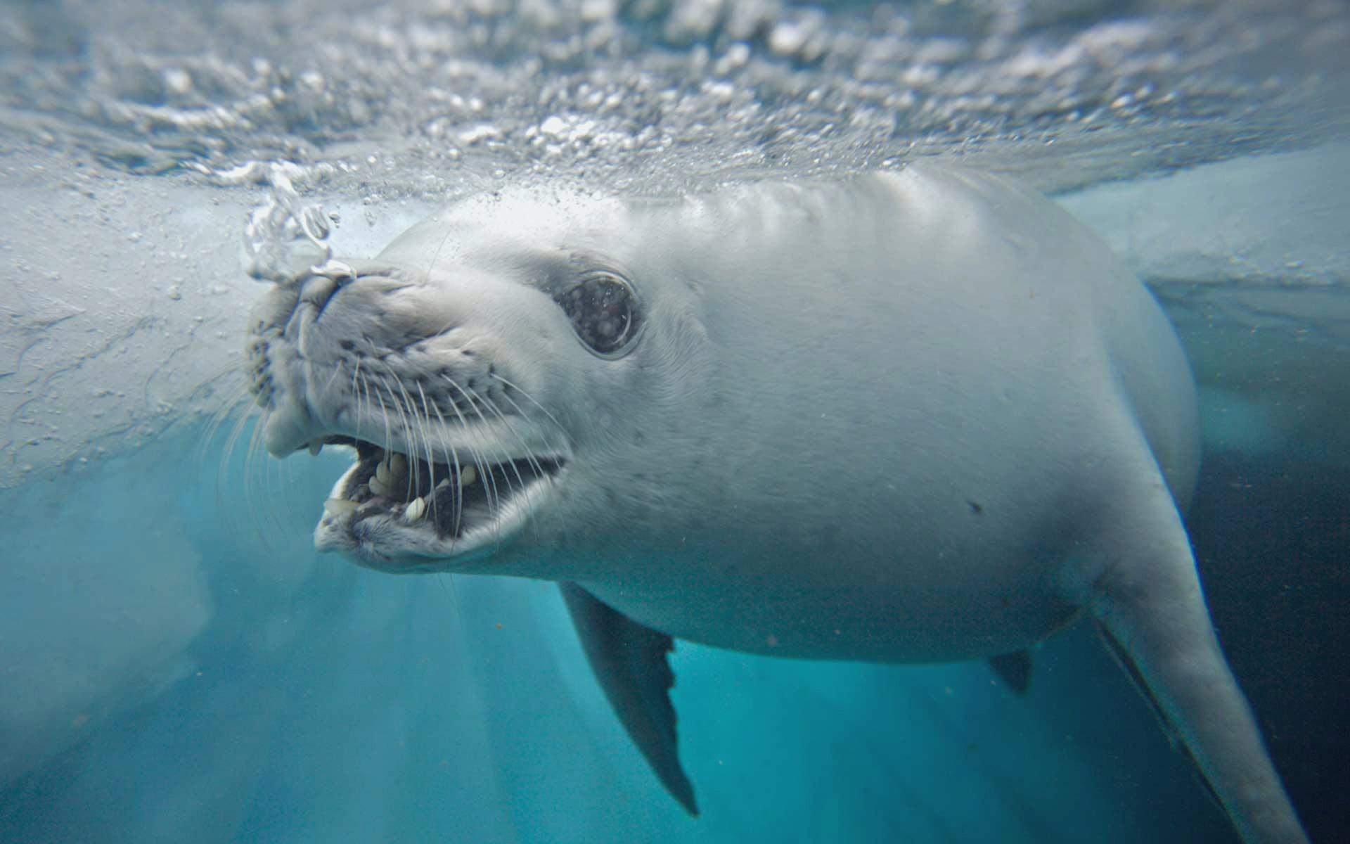 Северный ледовитый животный мир. Морские котики в Северном Ледовитом океане. Тюлени National Geographic. Морские котики в Баренцевом море. Тюлень Северного Ледовитого океана.