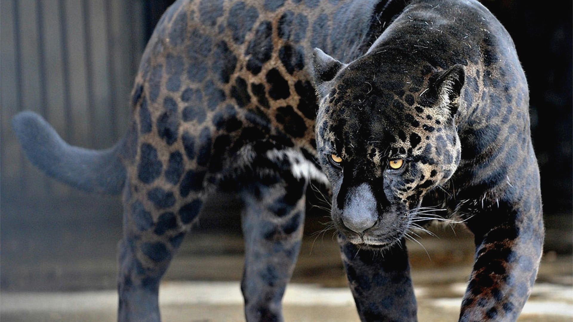 Black Jaguar Wallpaper Hd Download