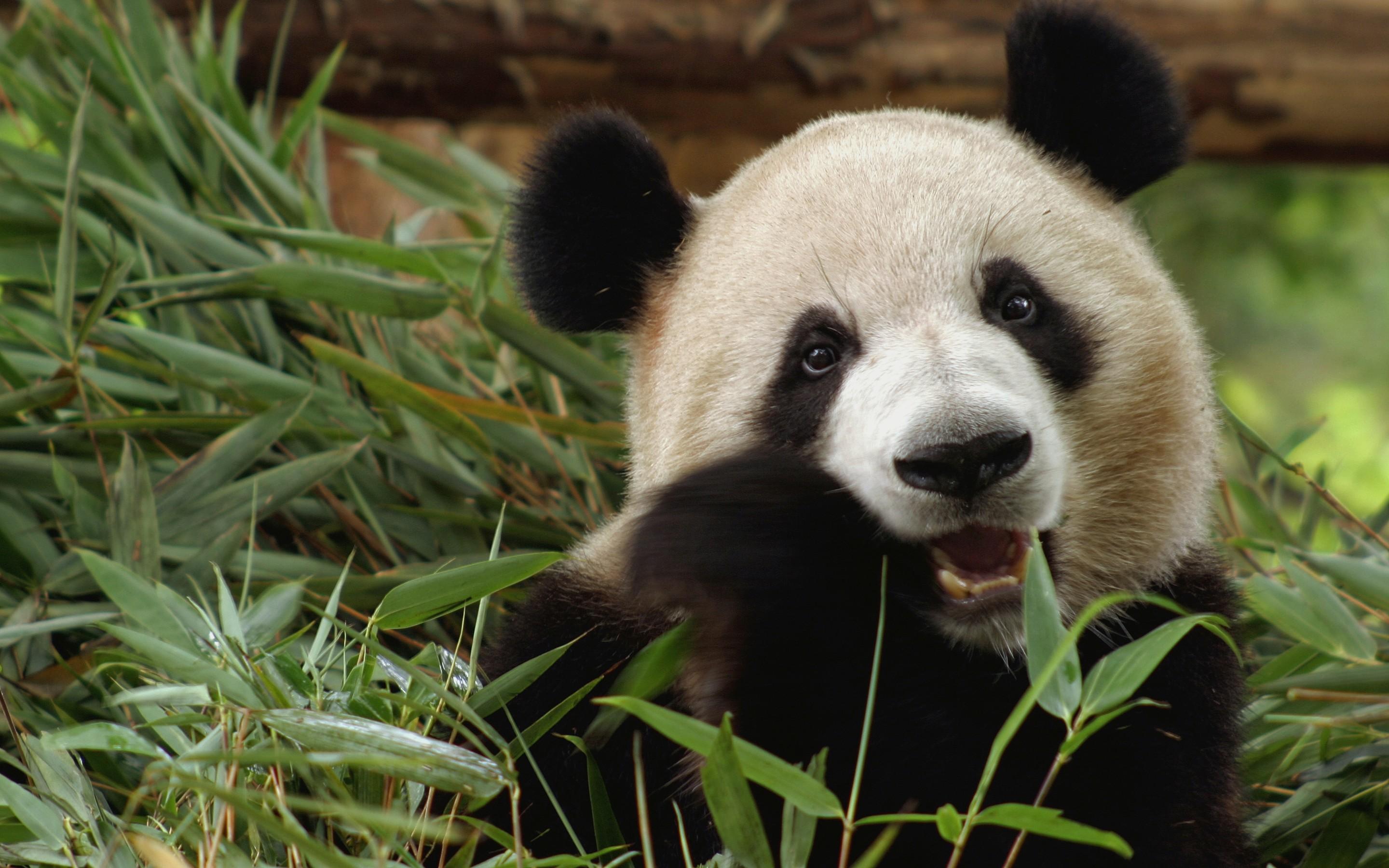 Giant Panda Eating Bamboo, Wolong Nature Reserve, Sichuan, China загрузить