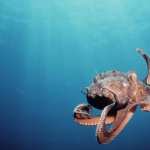 Octopus pic