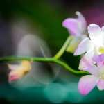 Orchid hd