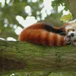 Red Panda high definition photo