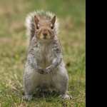 Squirrel hd photos