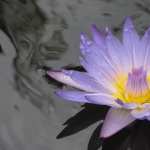 Water Lily PC wallpapers