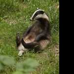 Badger download