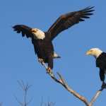 Eagle photos