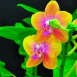 Orchid free