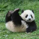 Panda download