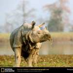 Rhino wallpapers for android