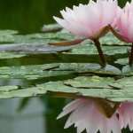 Water Lily hd pics