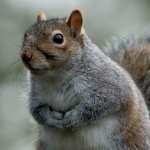 Squirrel high definition wallpapers