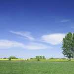 Trees high definition wallpapers