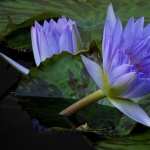 Water Lily download wallpaper