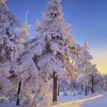 Winter high definition wallpapers