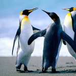 Penguins hd desktop