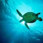Turtle high definition wallpapers