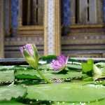 Water Lily 1080p