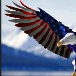 American Eagle Day free wallpapers