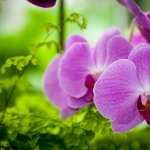 Orchid wallpapers