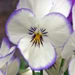 Pansy high definition photo
