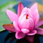 Water Lily background
