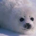 White Seal photos