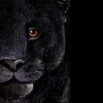 Black Jaguar download
