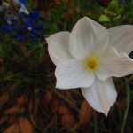 Daffodil pic