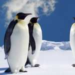 Penguins hd photos