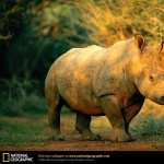 Rhino desktop
