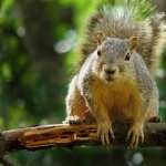 Squirrel download