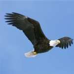 American Eagle Day high definition wallpapers