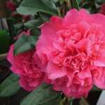 Camellias free wallpapers