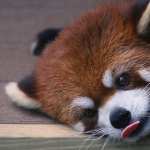 Red Panda new wallpapers